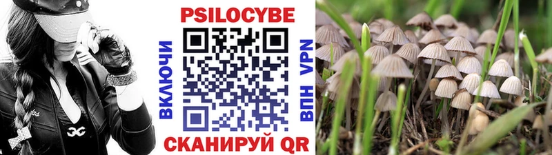 МЕГА как зайти  Миньяр  Галлюциногенные грибы Psilocybine cubensis 